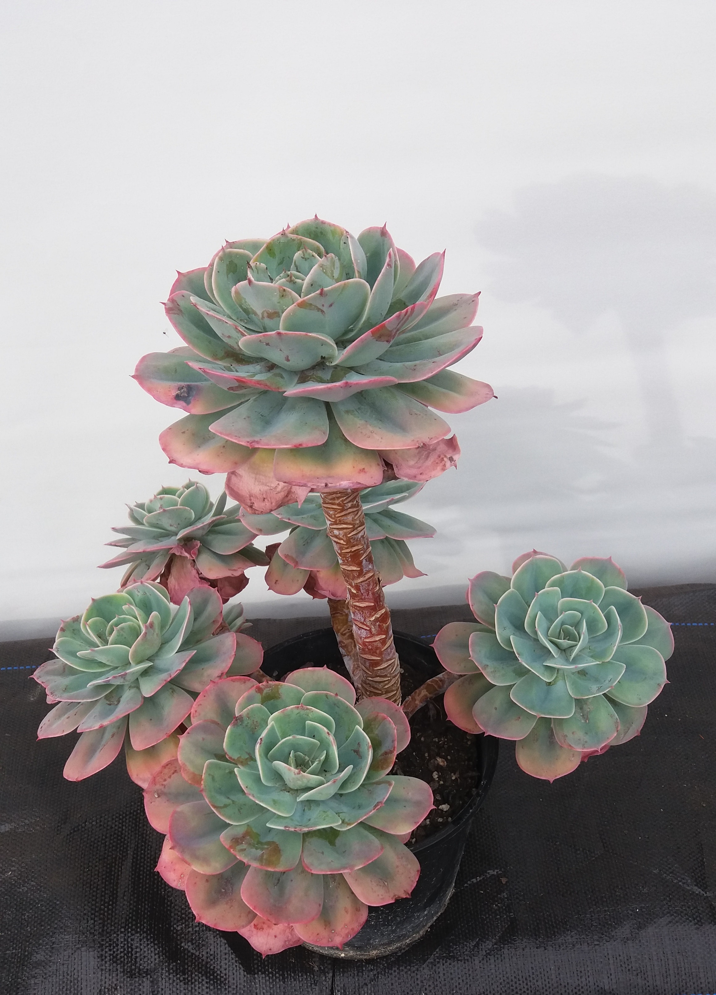 Echeveria Imbricata