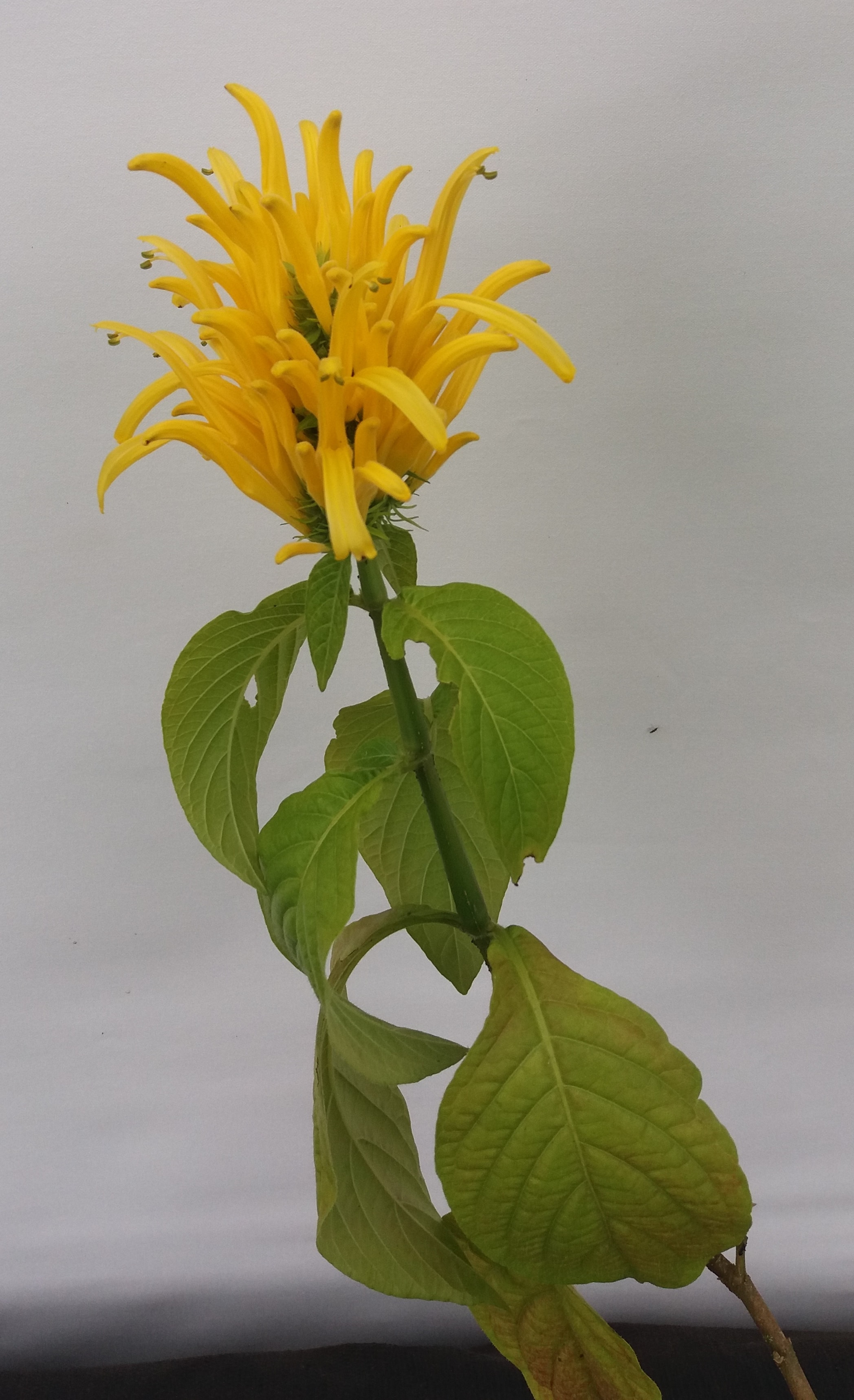 Jacobinia Aurea - Golden Plume
