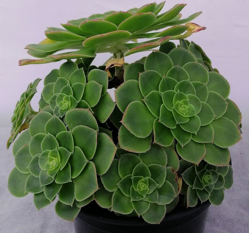 Aeonium Cariense - Giant Velvet Rose