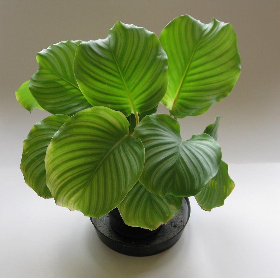 Calathea orbifolia - Prayer Plant