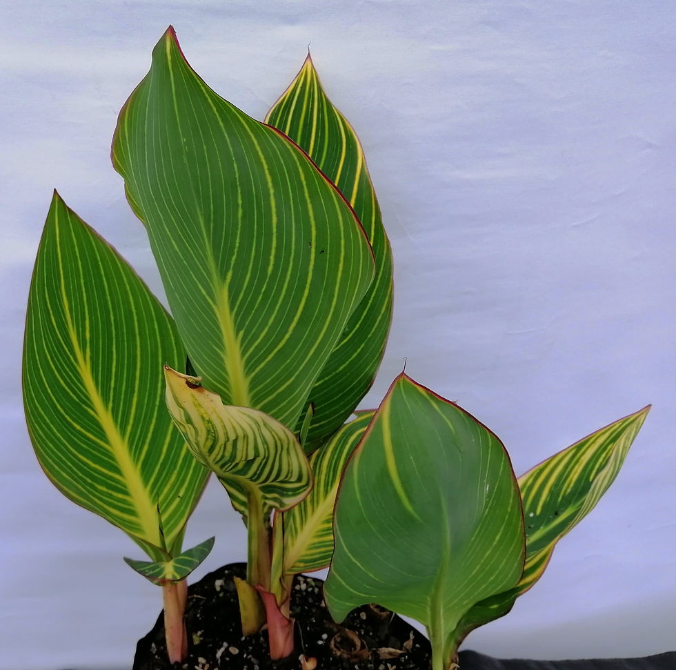 Canna Lily - Bengal Tiger