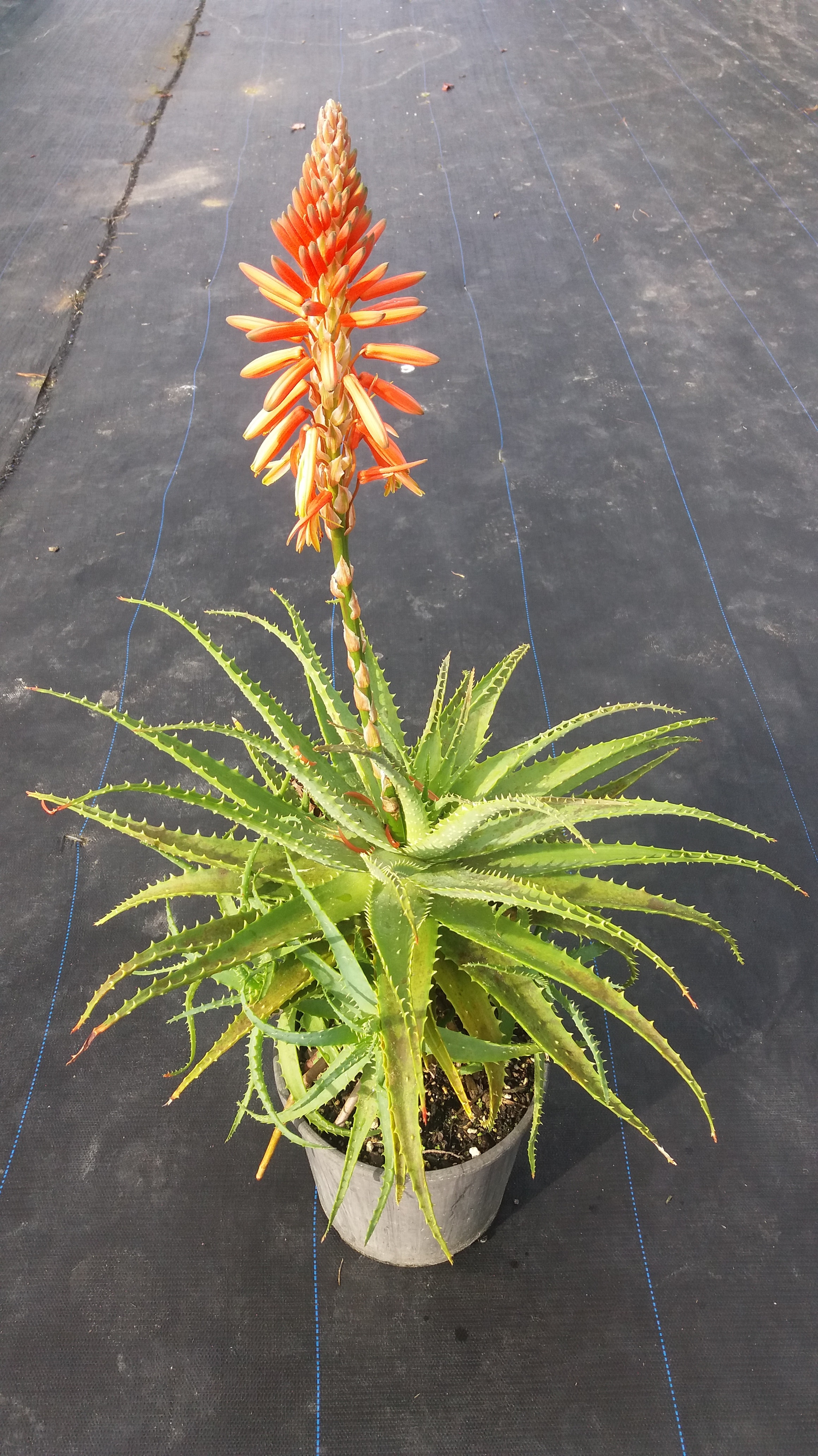 Aloe Spinossissima