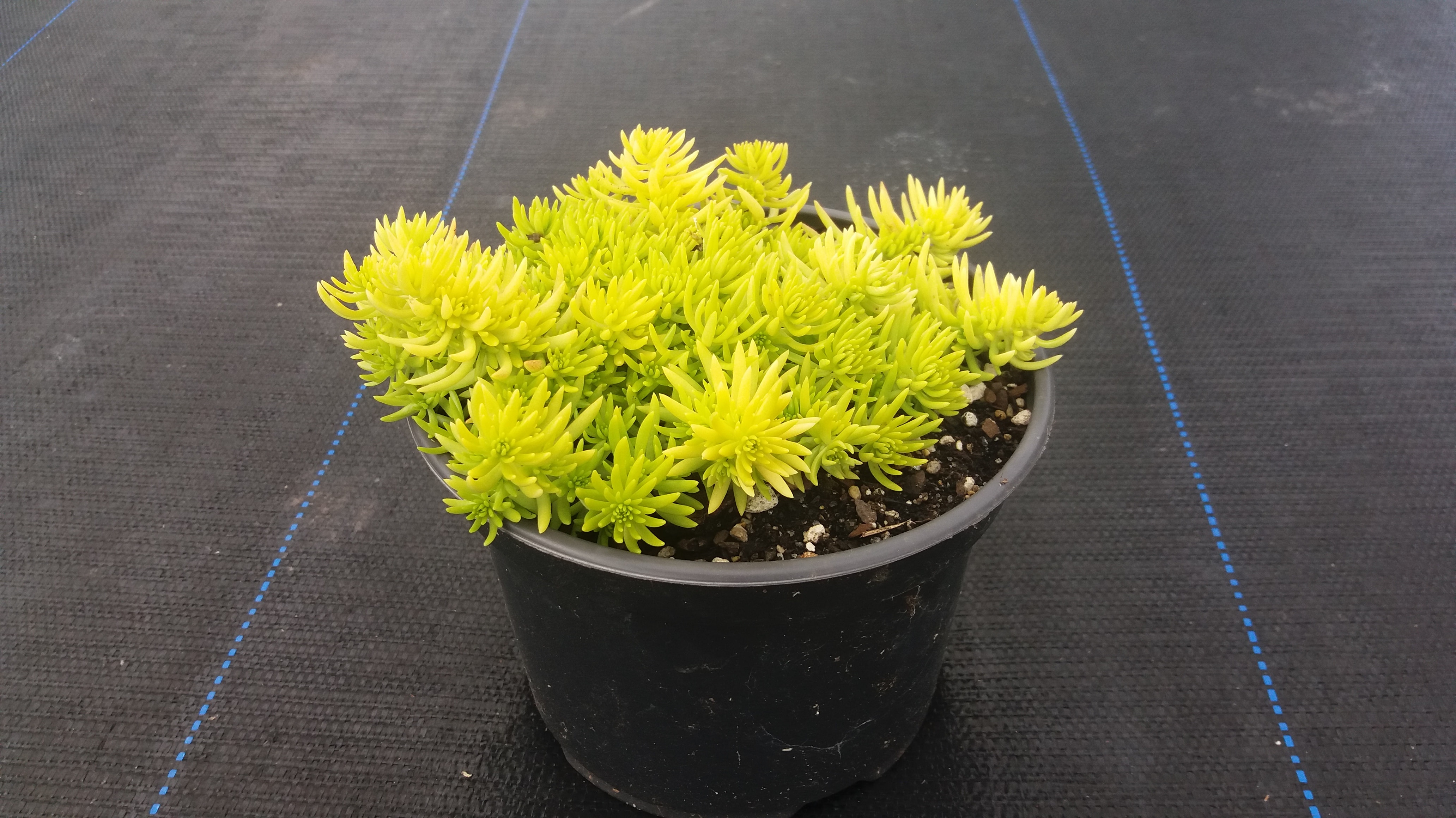 Golden Glow - Sedum Mexicanum