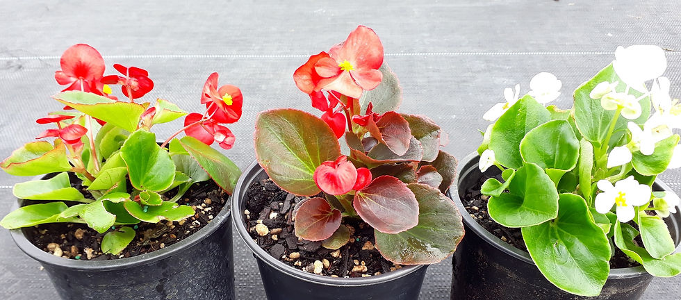 Begonias - Various Colours