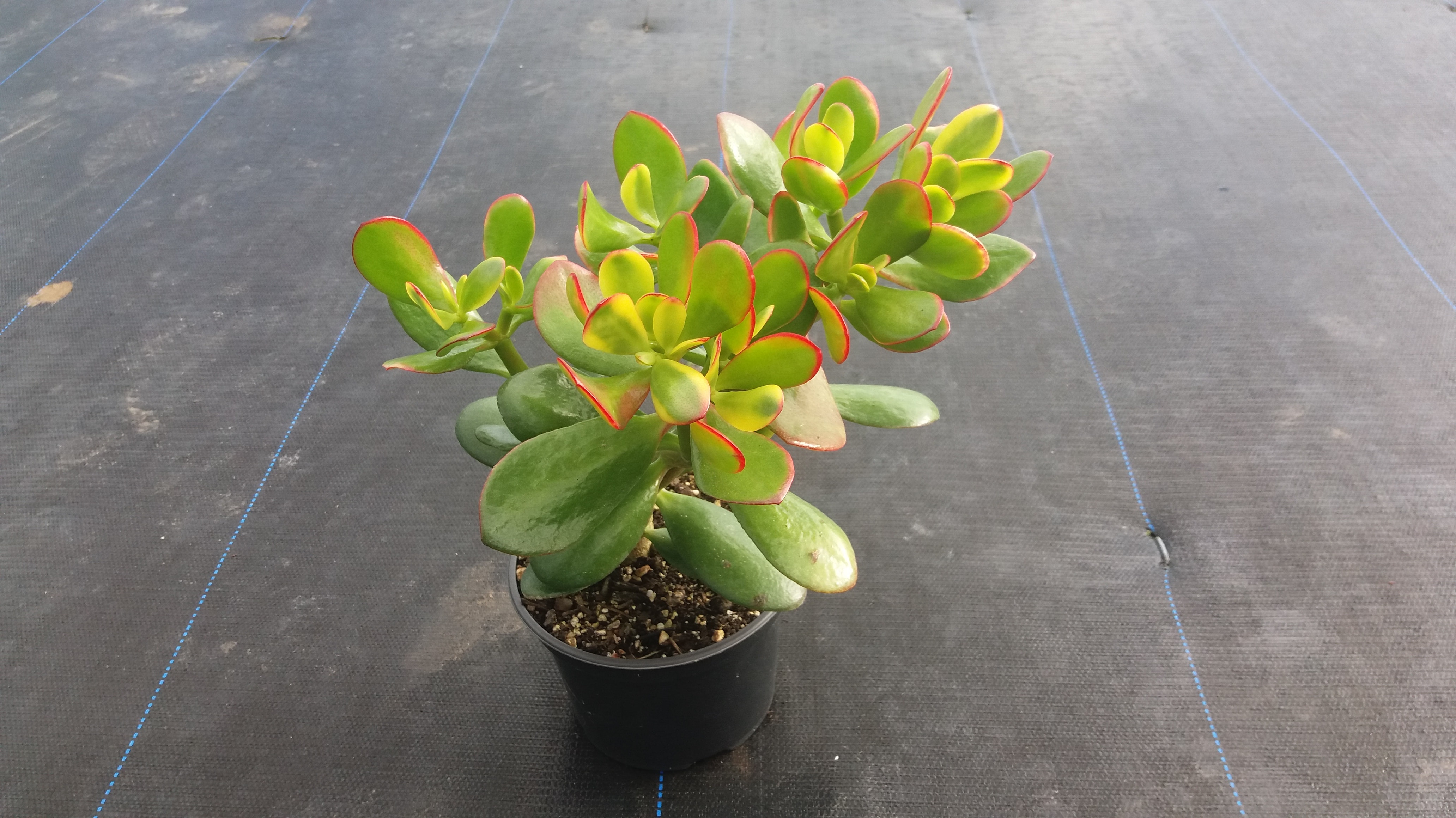 Crassula Ovata - Jade Tree