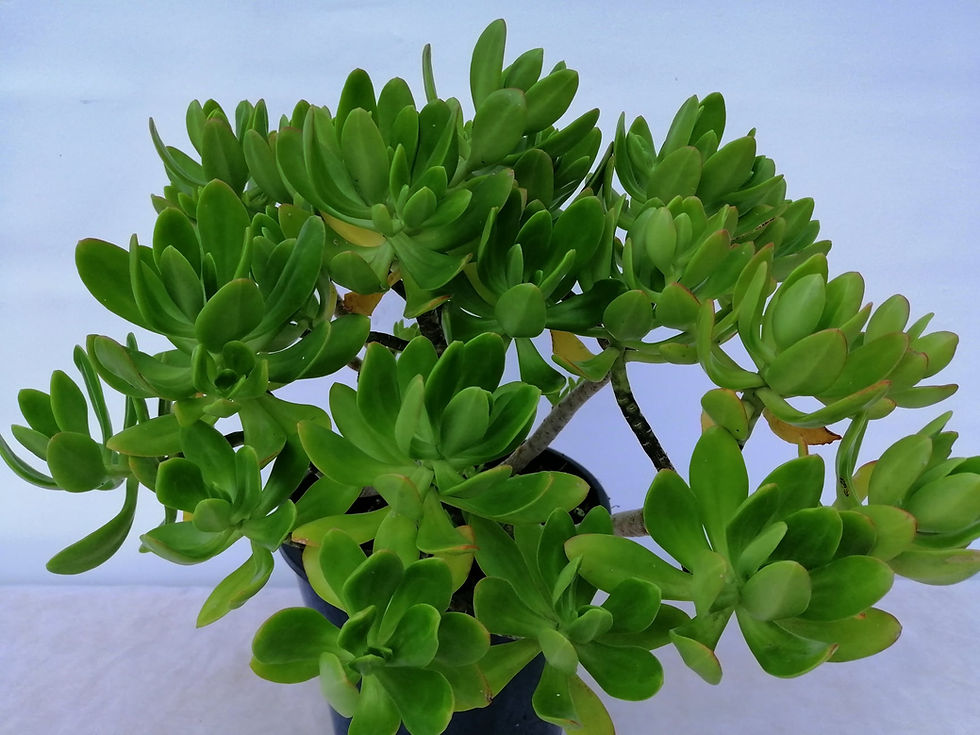 Sedum Praeltum