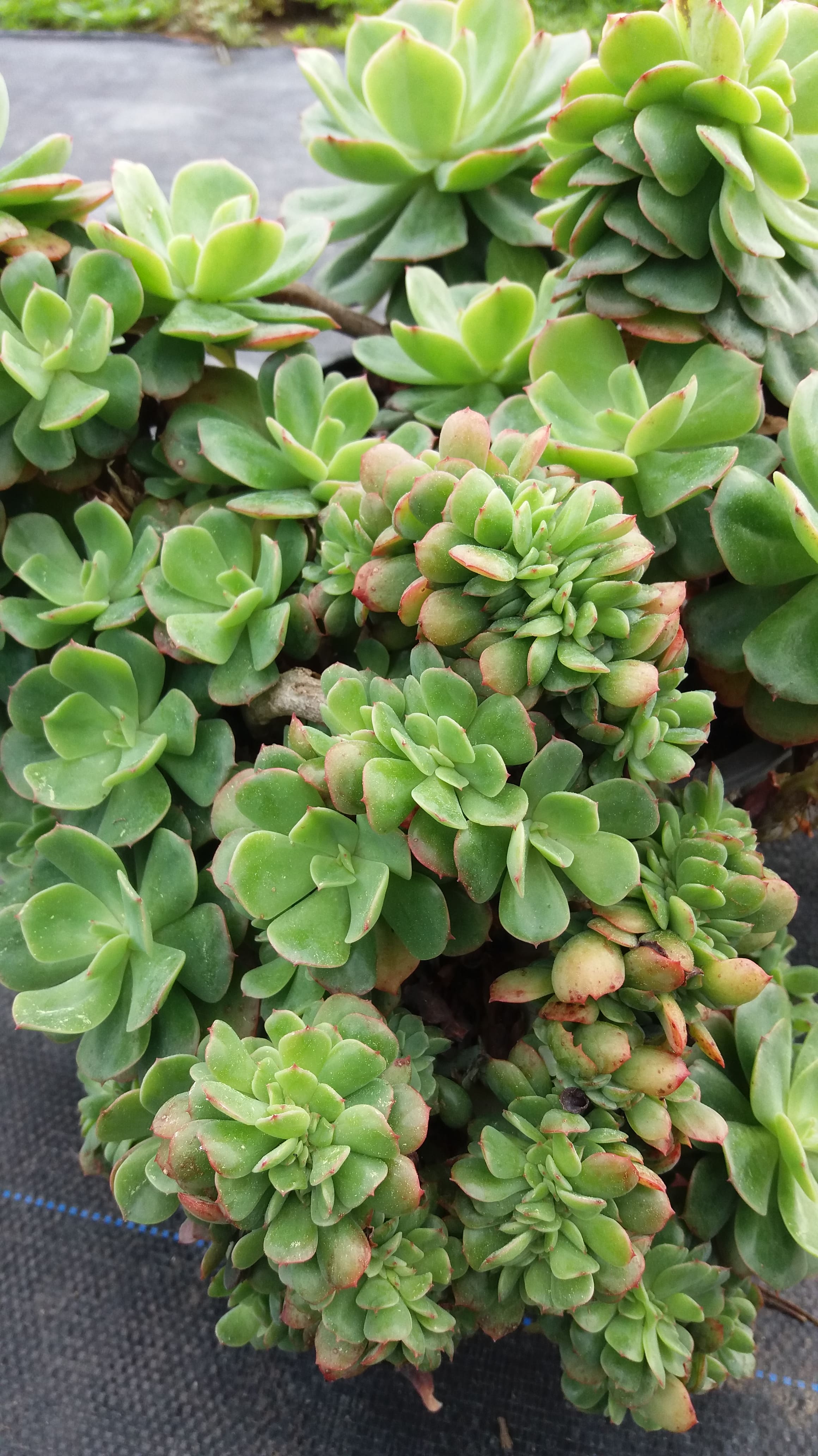 Echeveria Briar Rose - Crested