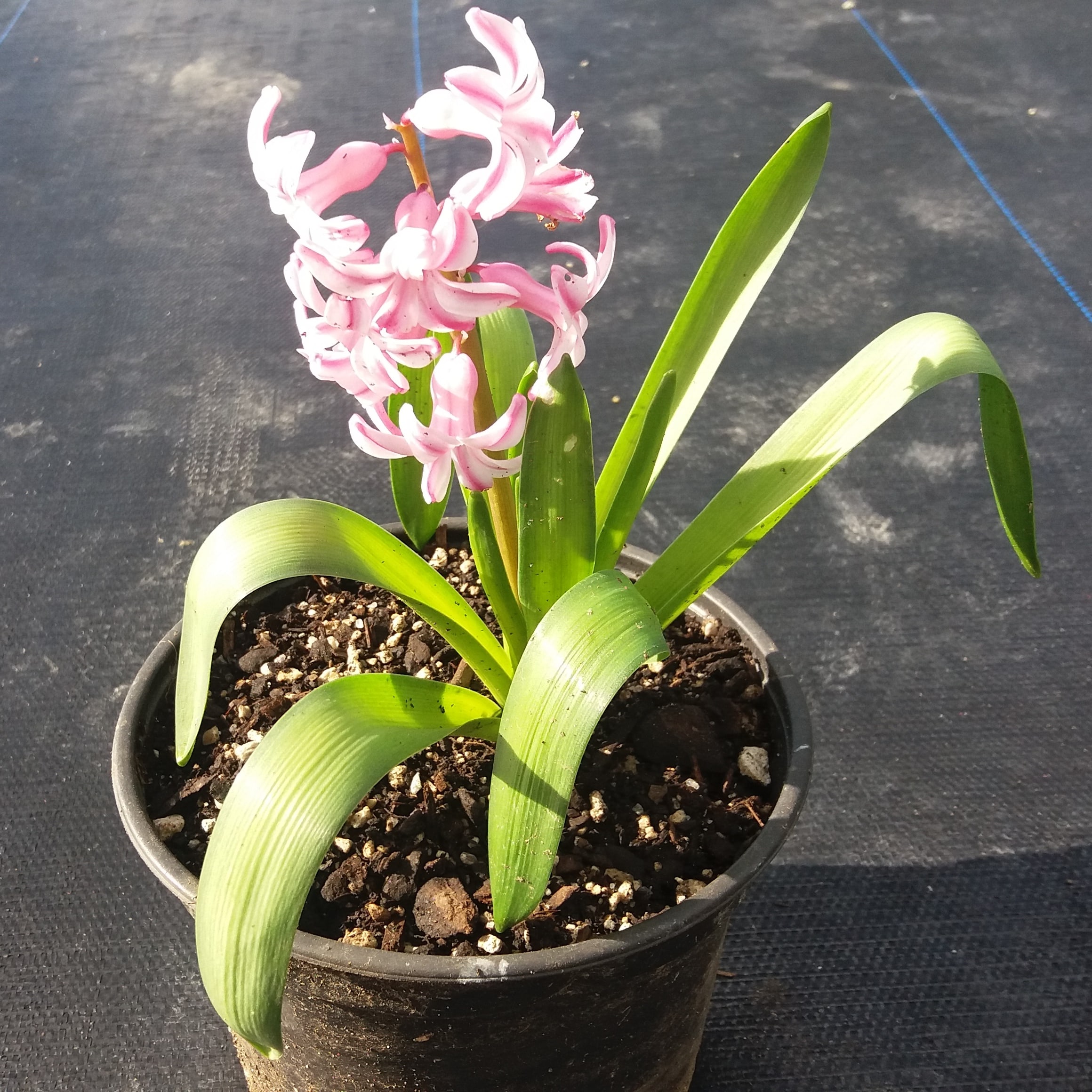 Hyacinth Fondant