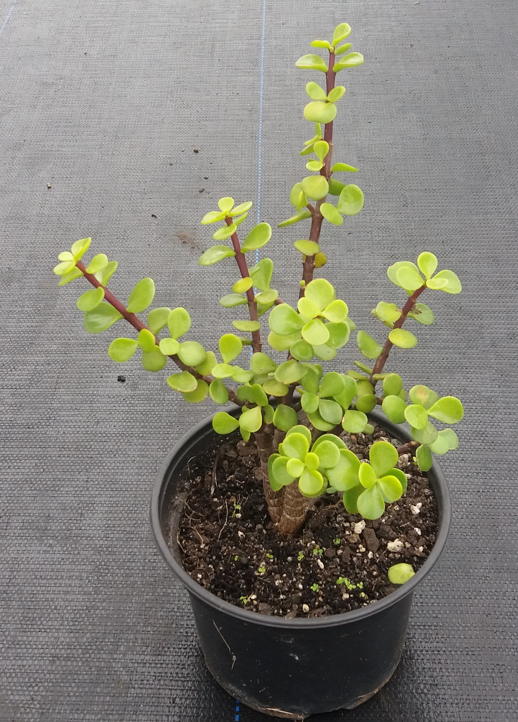 Portulacaria Afra