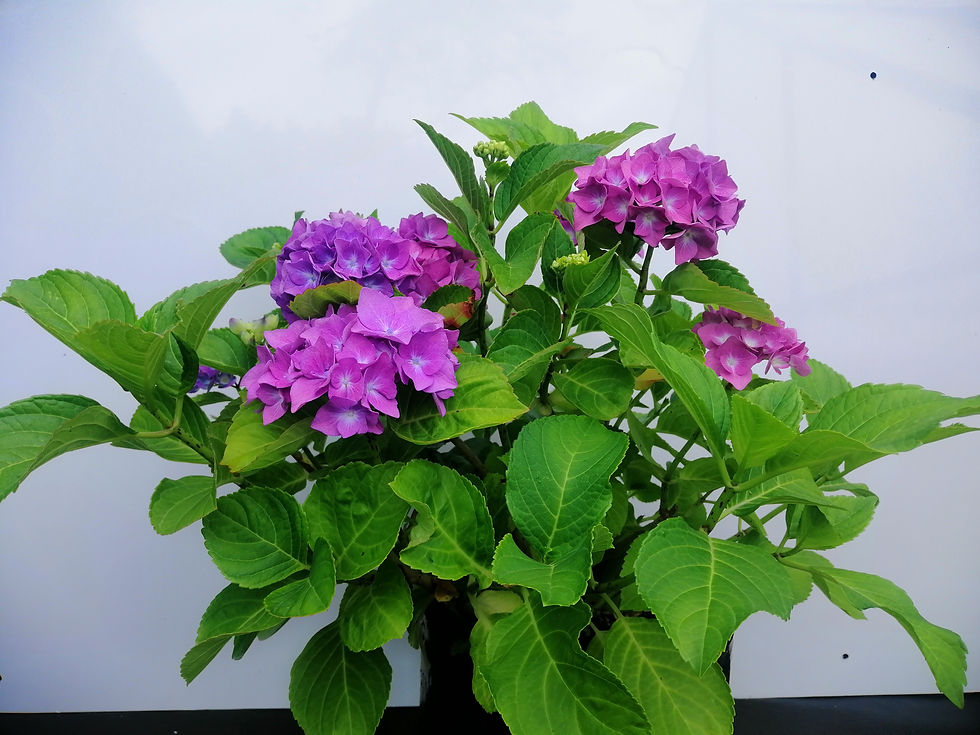 Hydrangeas - Mauve