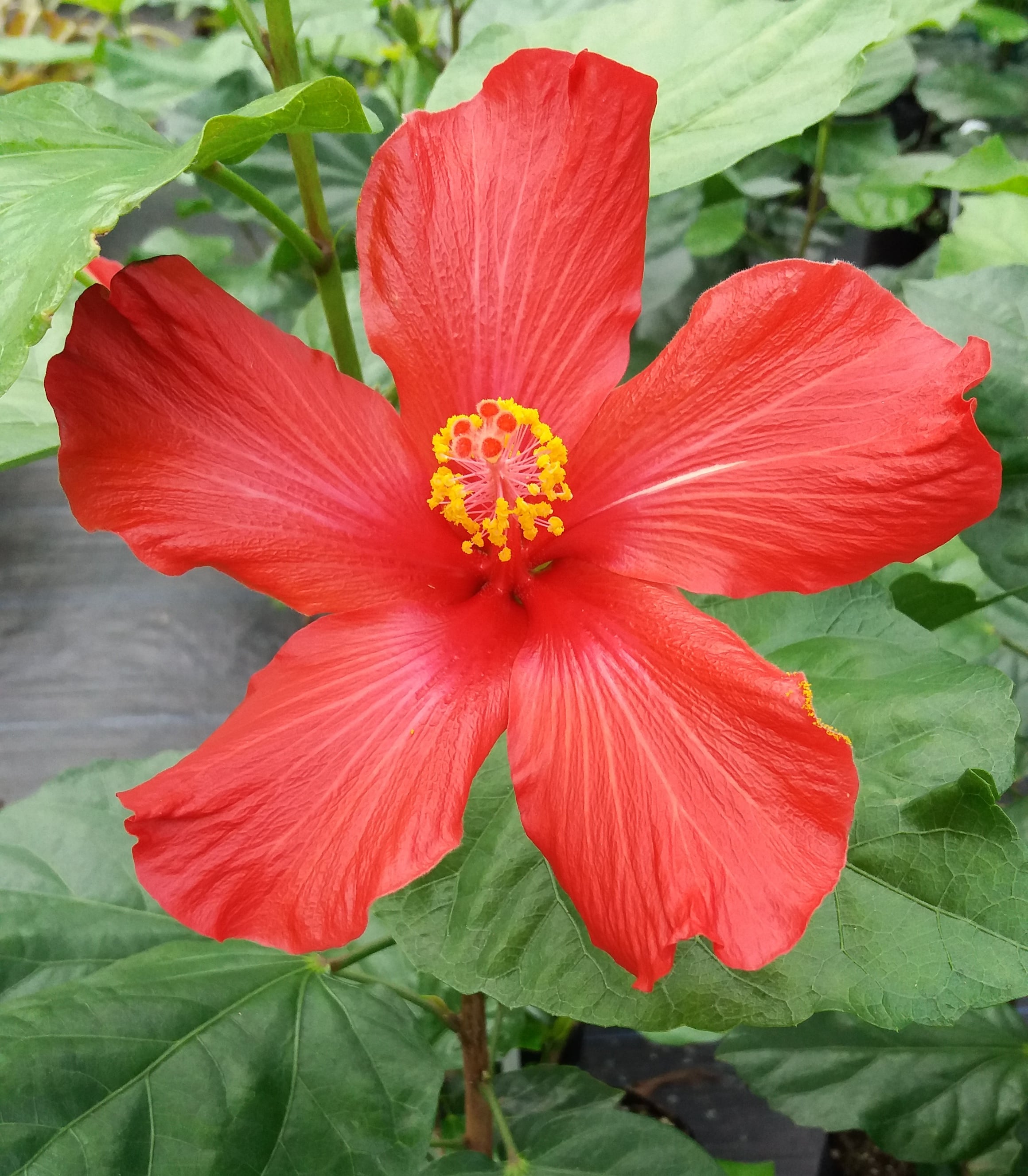 Hibiscus - Red