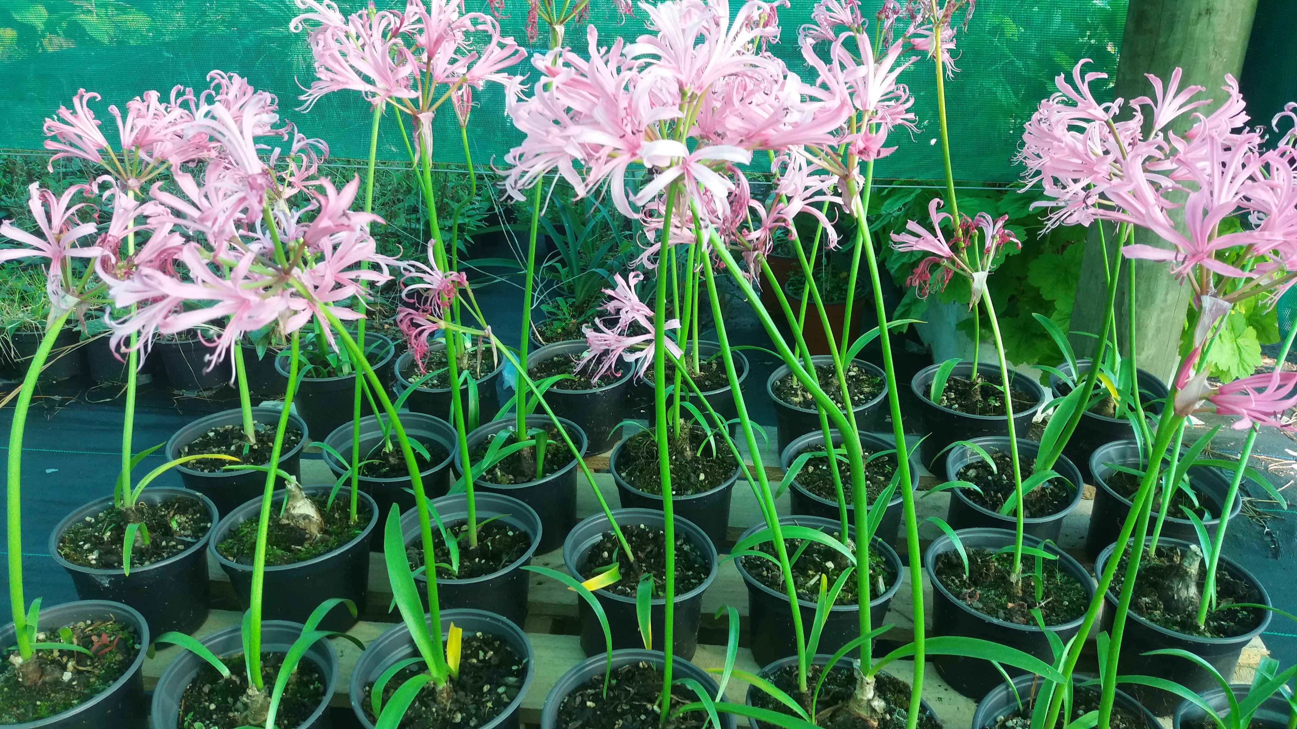 Nerine Bowdeii - Pink