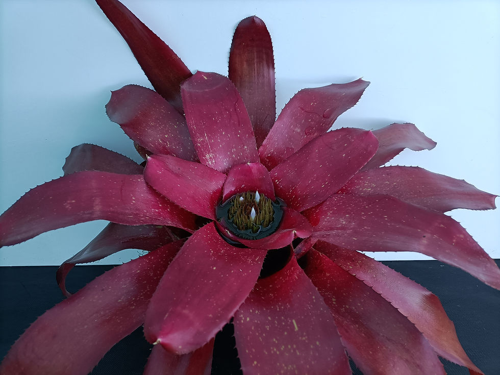 Neoregelia Hybrid