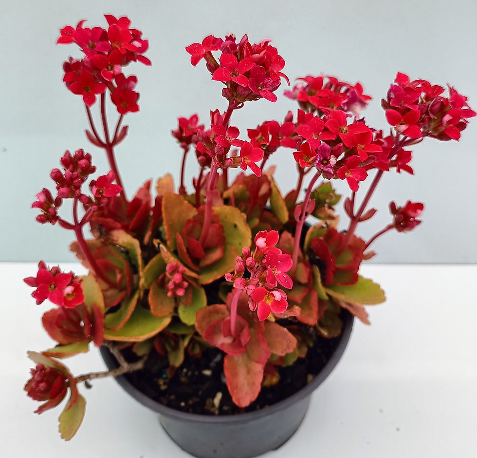Kalanchoe Blossfeldiana - Red