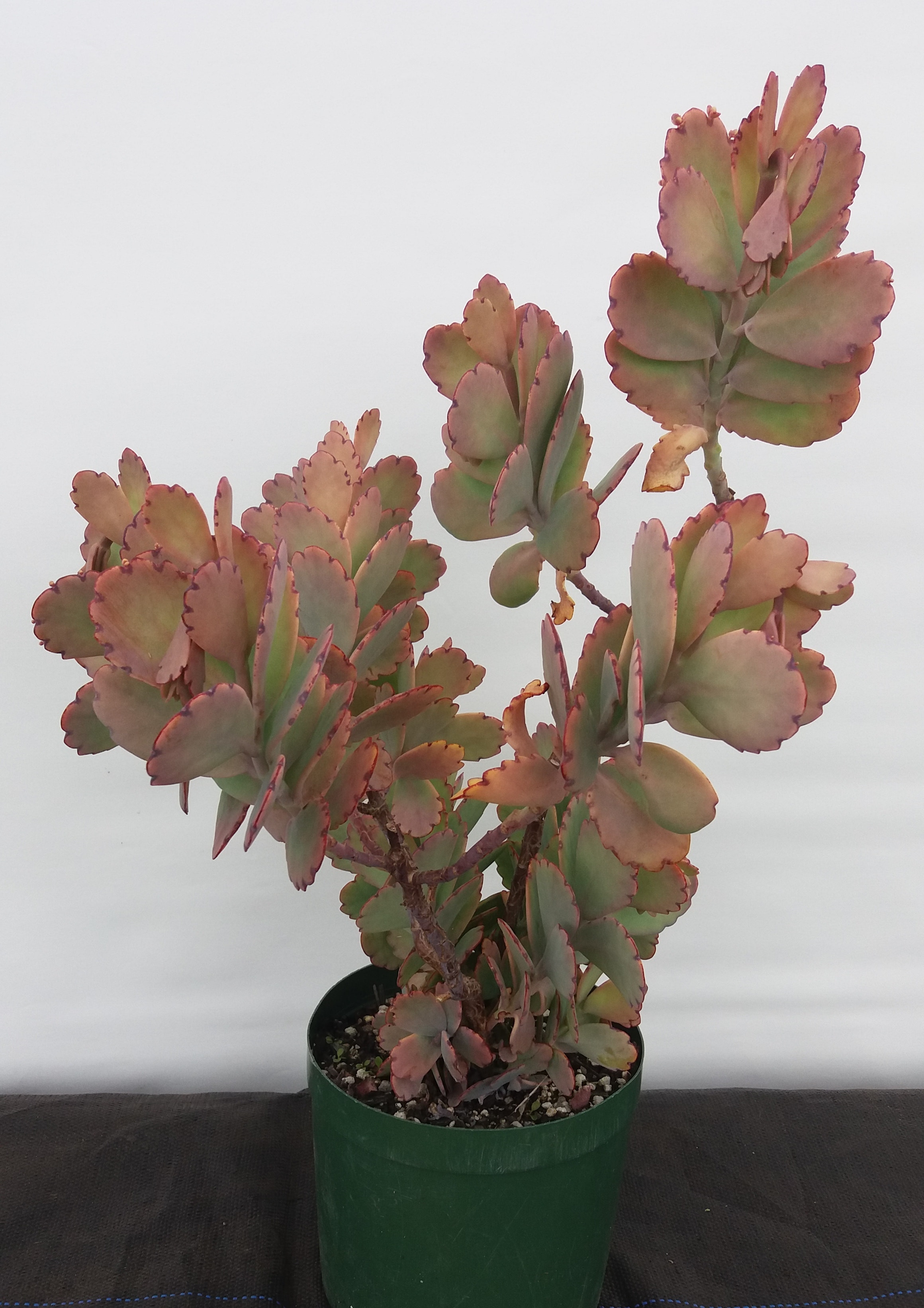 Kalanchoe Fedtschenkoi
