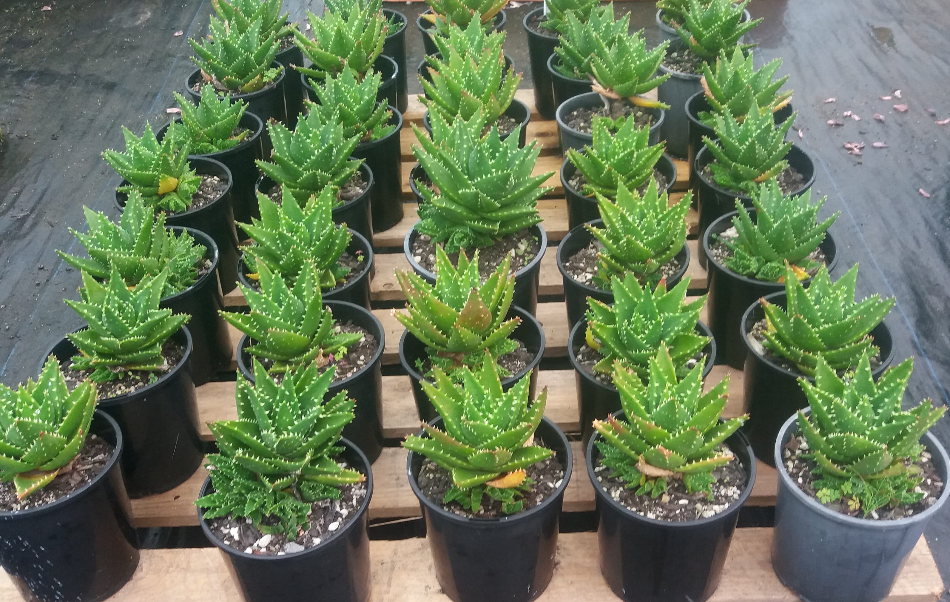 Aloe Nobilis