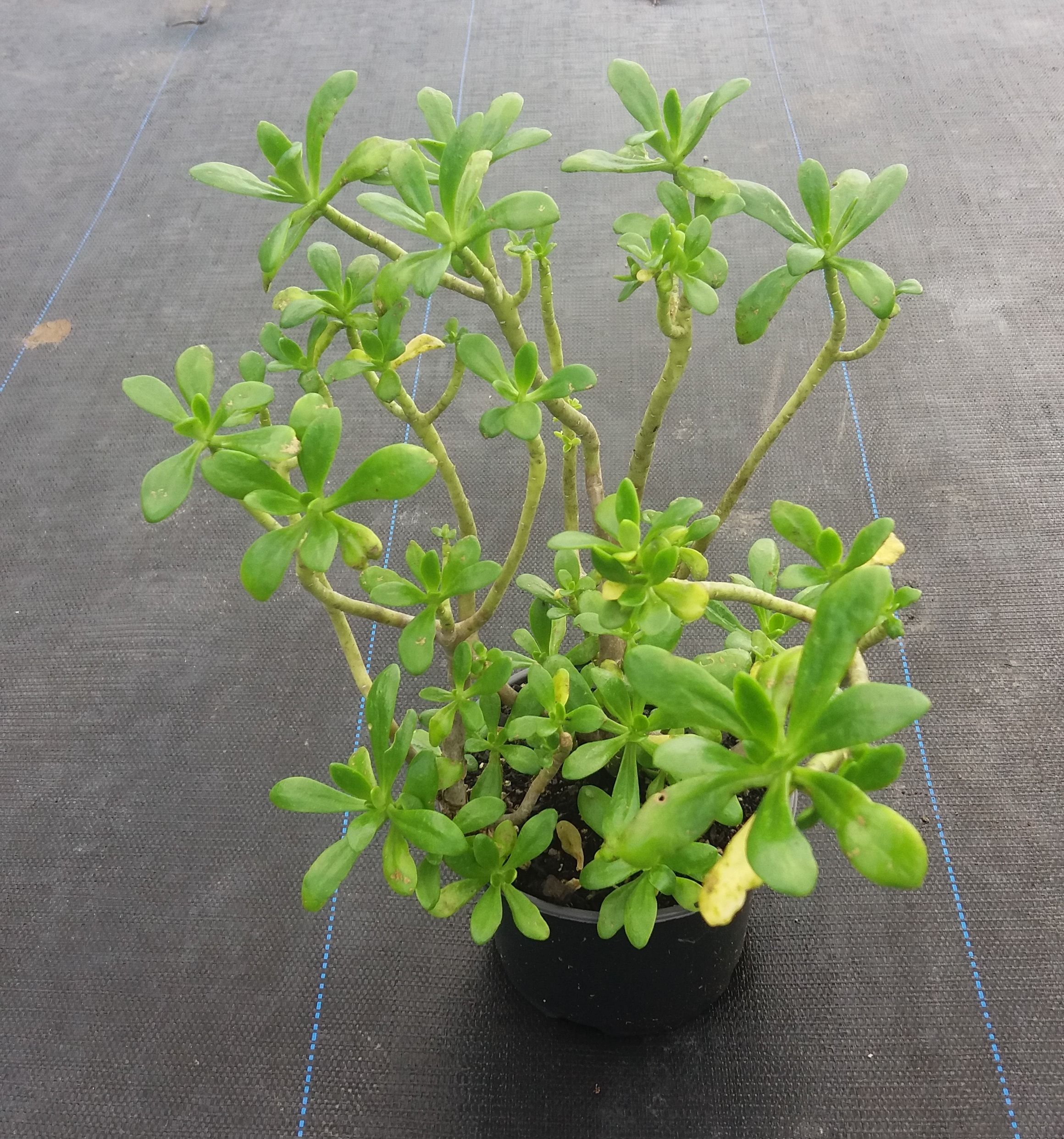 Sedum Praealtum