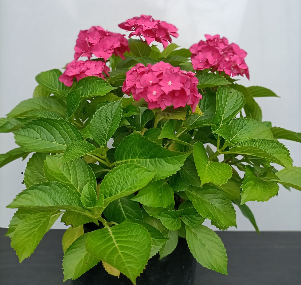 Hydrangeas - Red