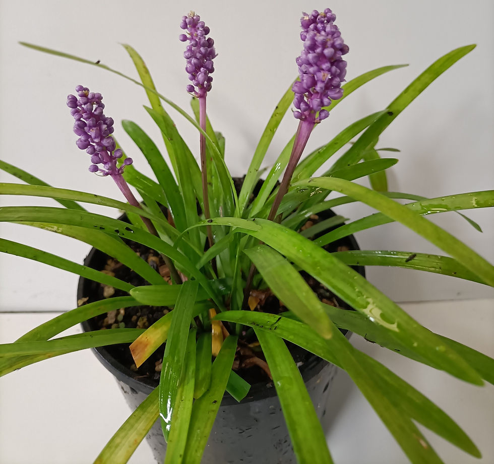 Liriope Muscari