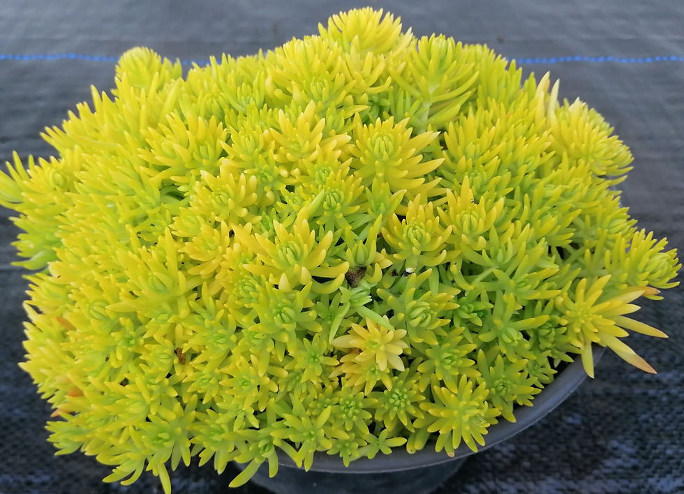 Sedum Mexicanum - Golden Glow