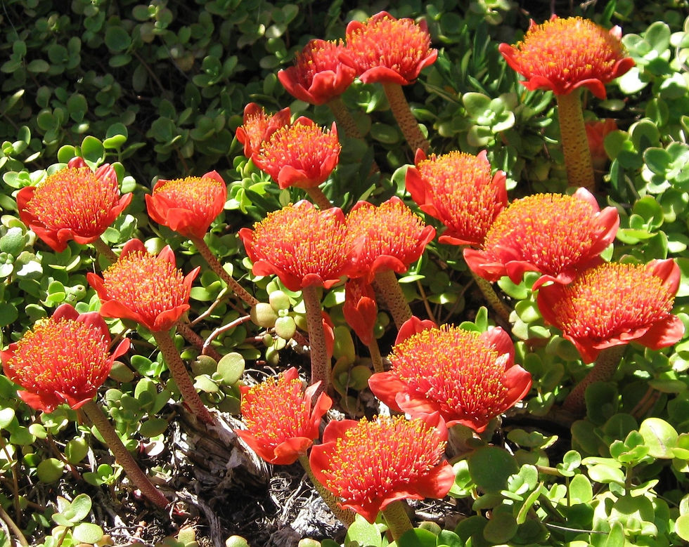 Blood Lily - Haemanthus Coccineus - Red