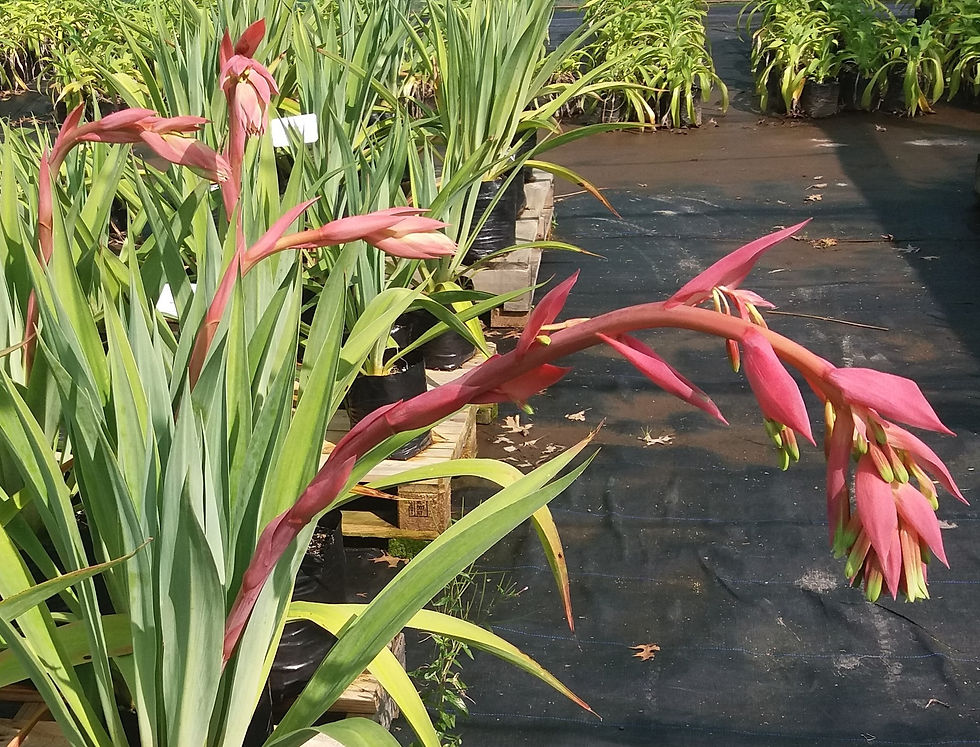 Mexican lily - Beschorneria Yuccoids
