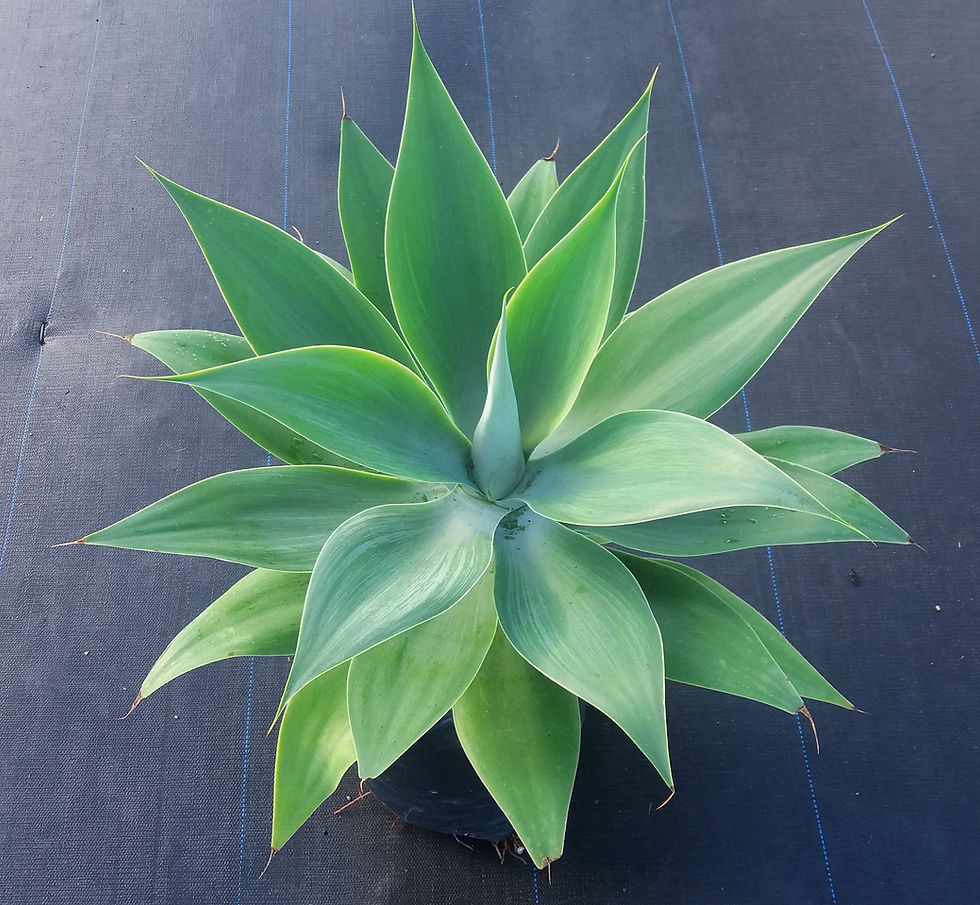 Agave Attenuata