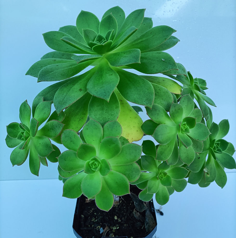 Aeonium Arboreum Marokko