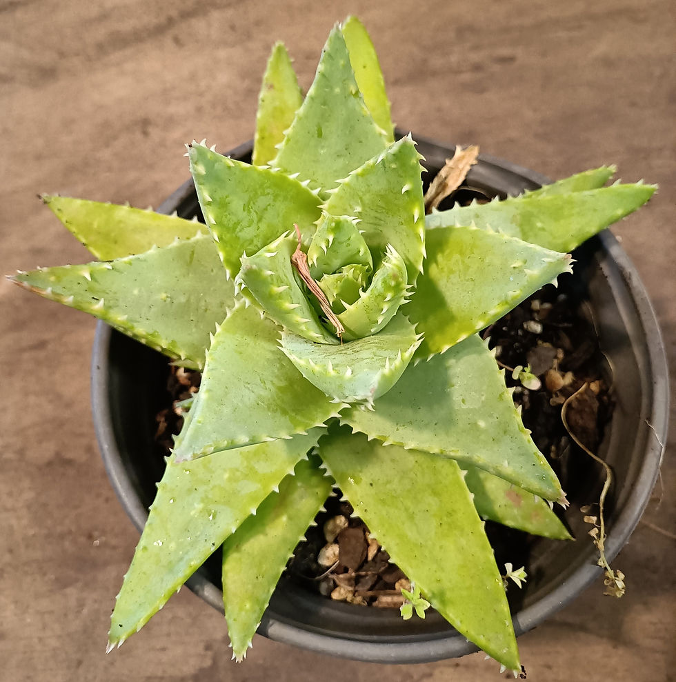 Aloe Hybrid