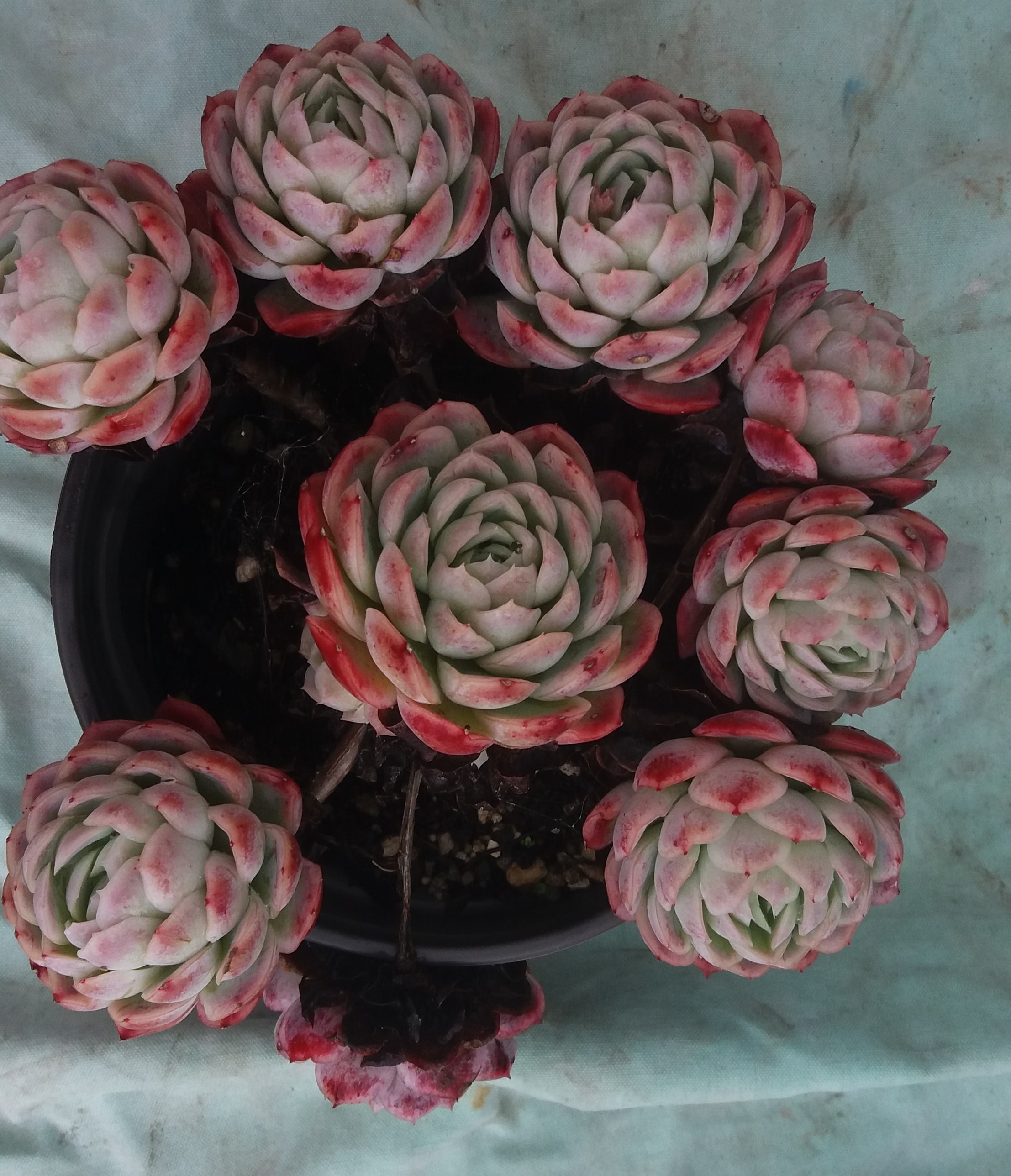 Echeveria Violet Queen