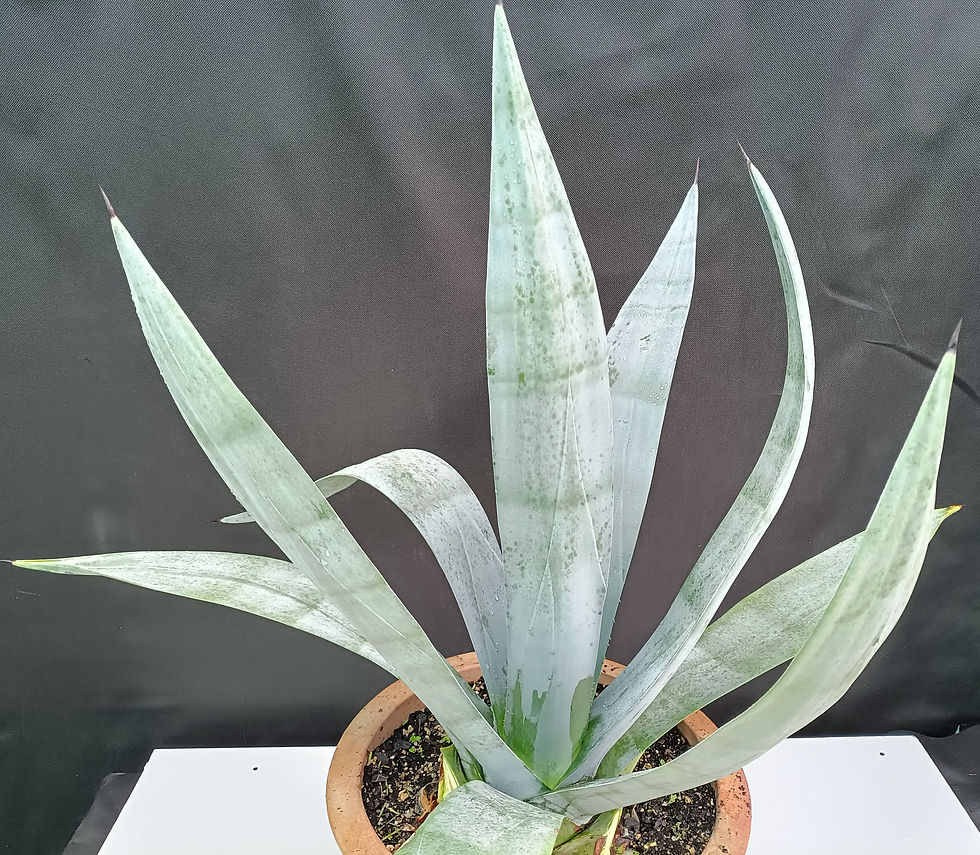 Agave Weberi