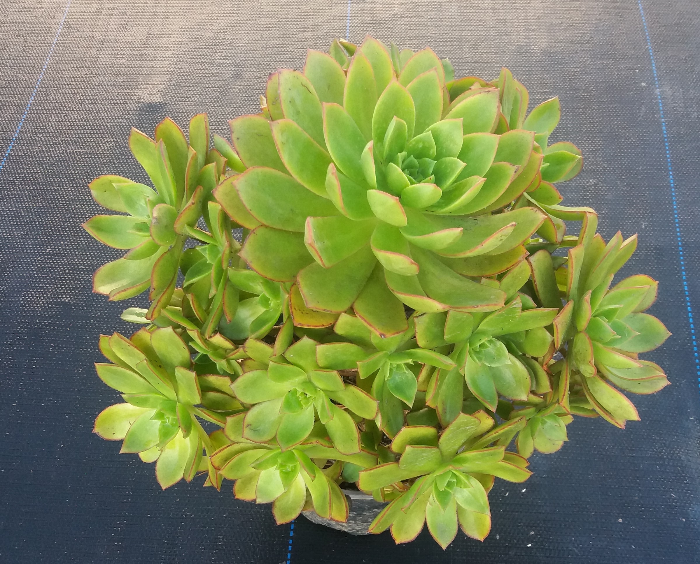 Aeonium Haworthii