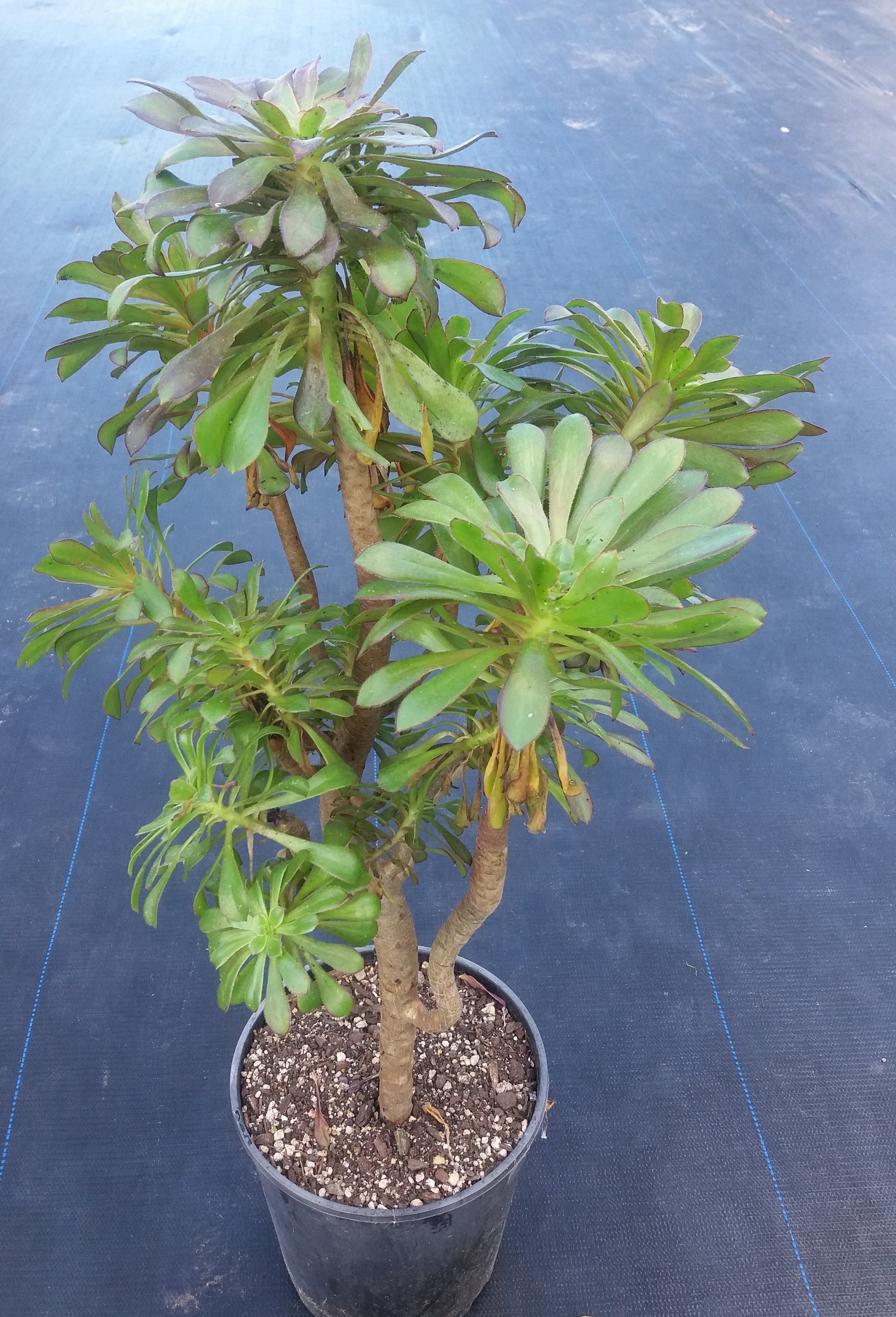 Aeonium Arboreum var Holochrysum