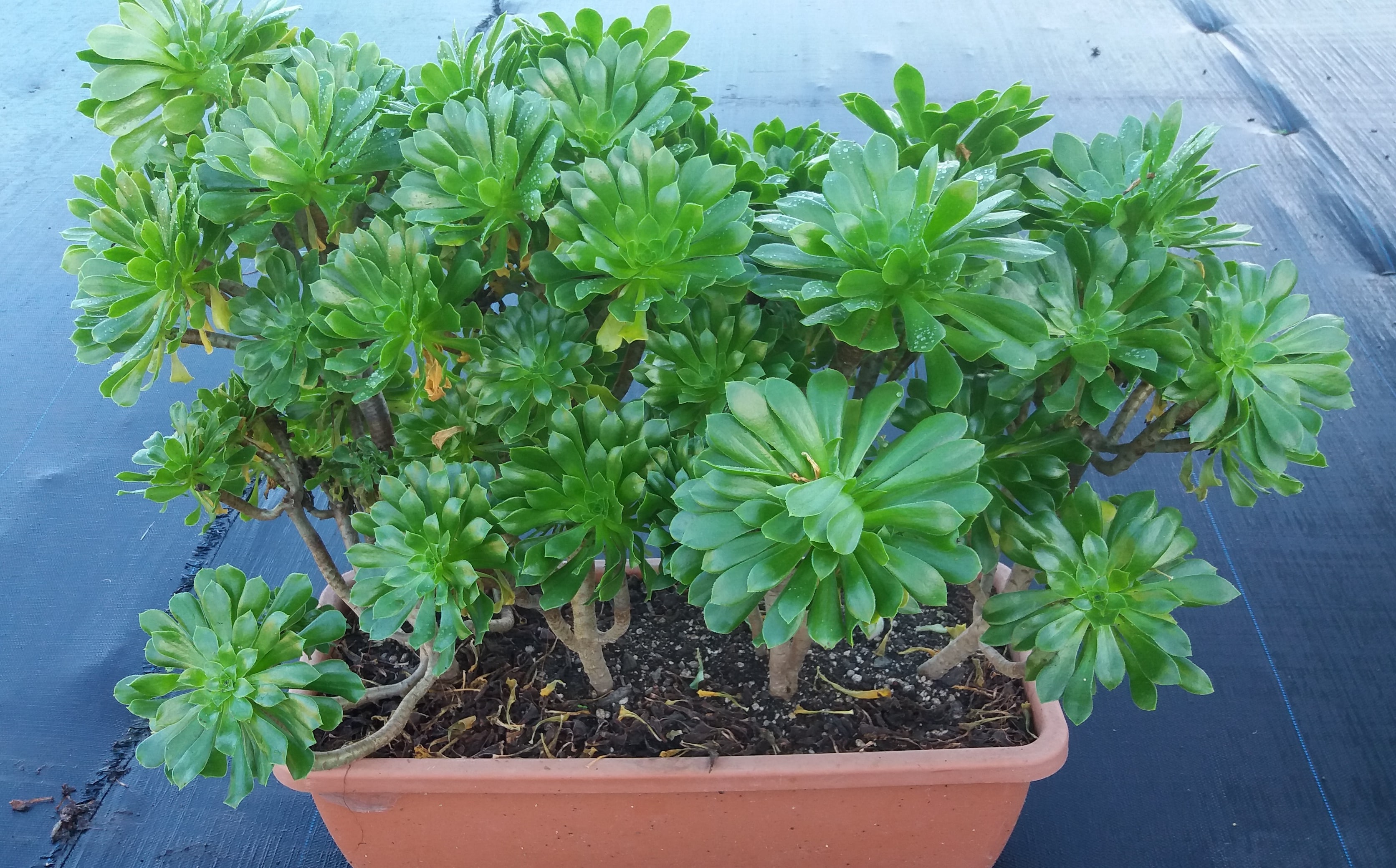 Aeonium Arboreum Marokko