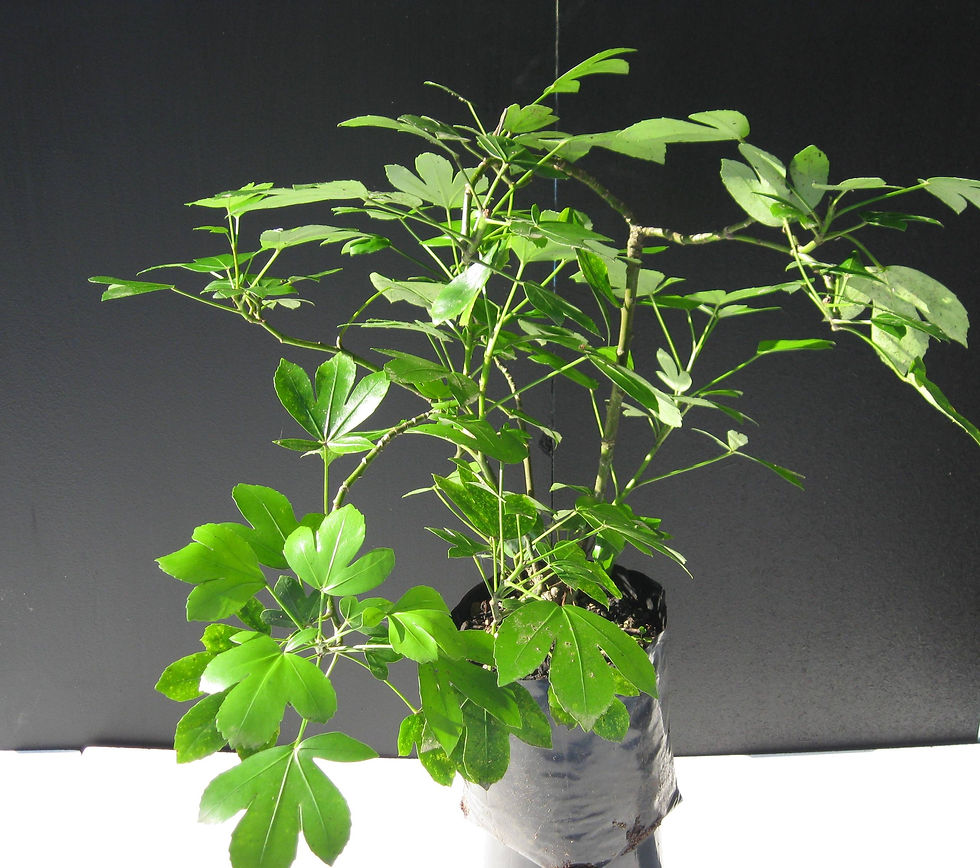 Pseudopanax Cyril Watson