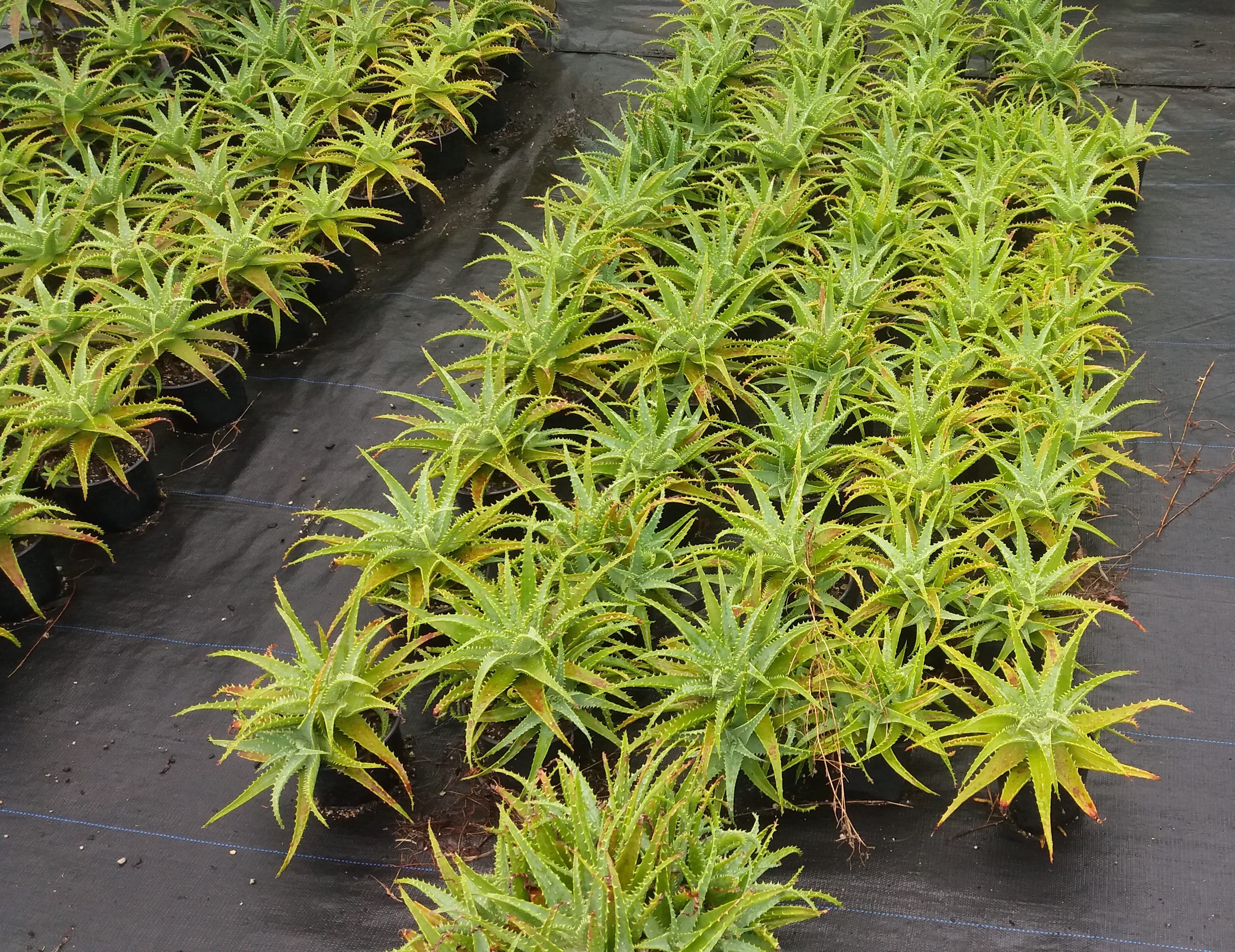 Aloe Spinossissima