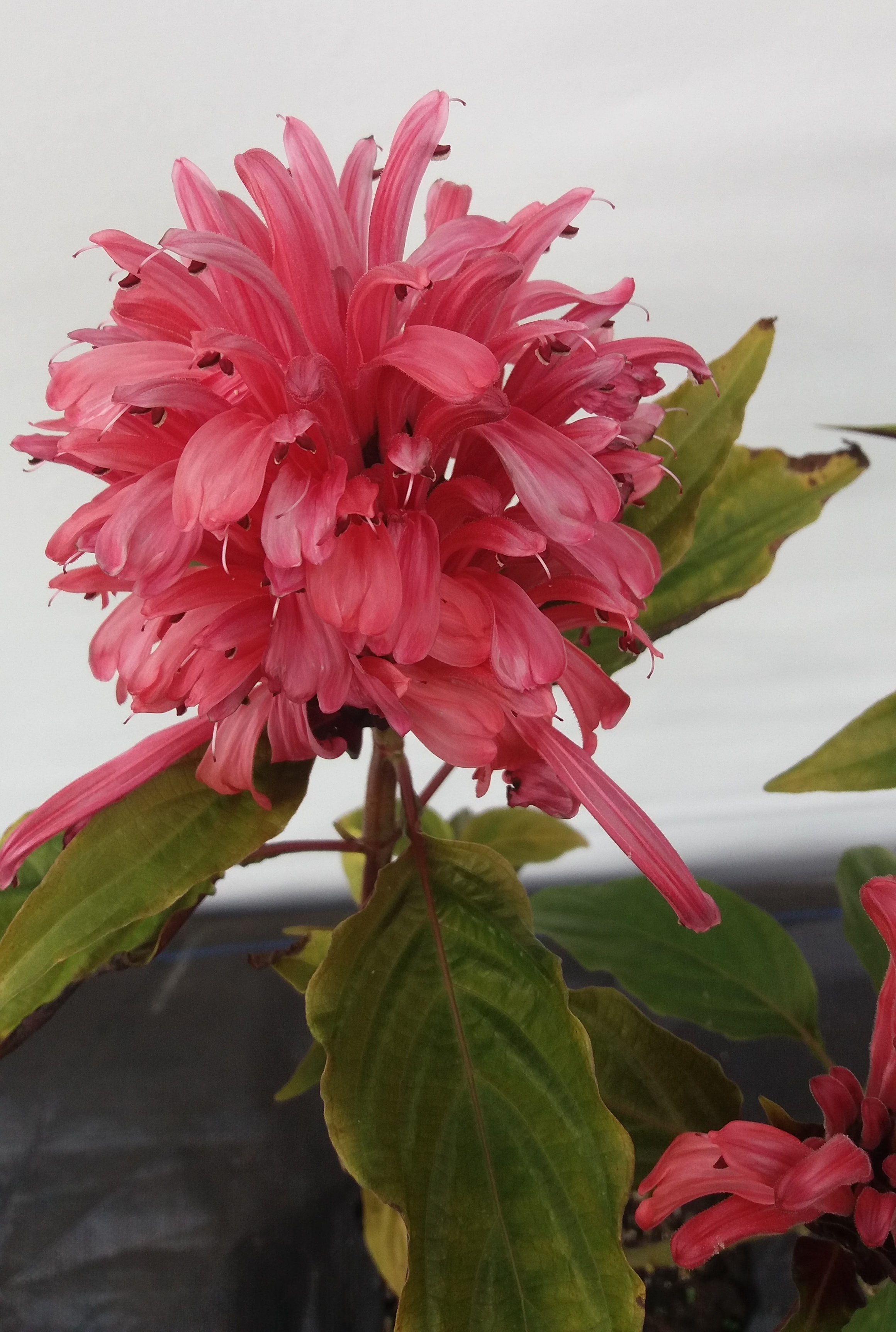 Jacobinia Carnea - Pink Flamingo