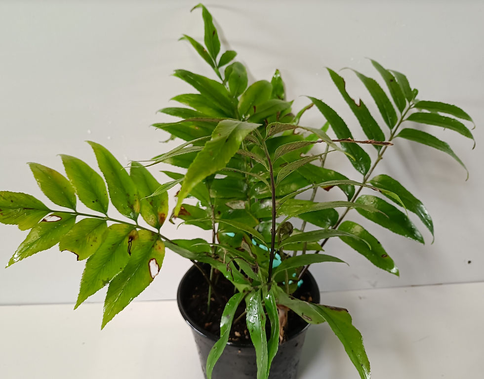 Fern - Kiokio - Blechnum Novae-Zealandae