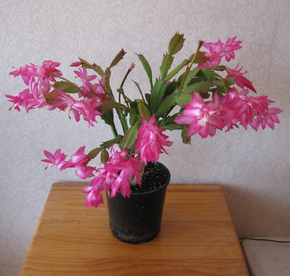 Zygocactus - Cerise