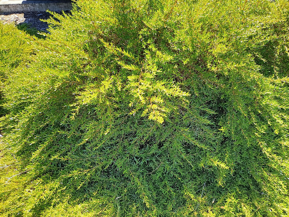Coprosma Taiko 2