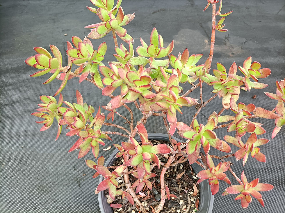 Crassula Dejecta
