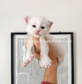 HurriCoons Aspen Blaze