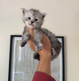 HurriCoons River Phantom