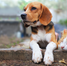 There's another way to care for animals: Part 1