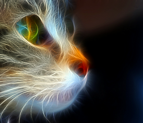 Electric Cat_edited_edited.png