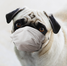 Your Pet's Toxic Load: What It Is & Why It's Important