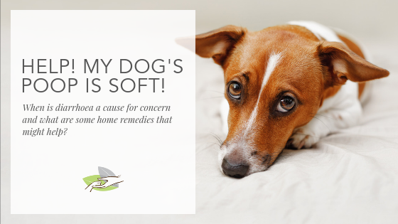 Bowel Movement Constipation Symptoms Give Dogs For Constipation