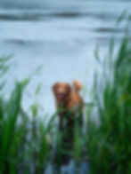 Dog in River