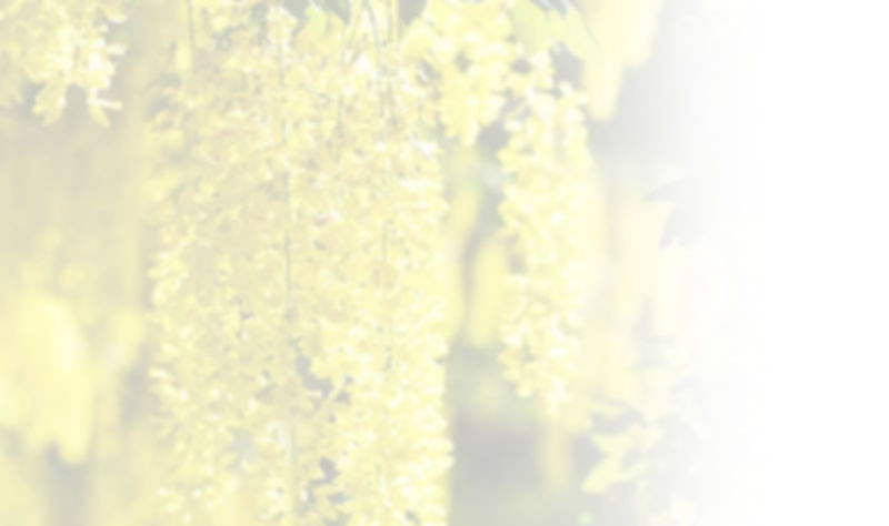 Wisteria-reverse.jpg