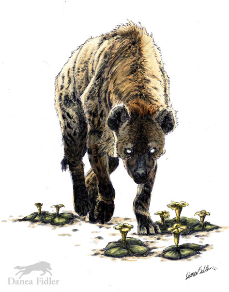 Hyena with glowing eyes walking towards viewer with yellow flowers on ground. 